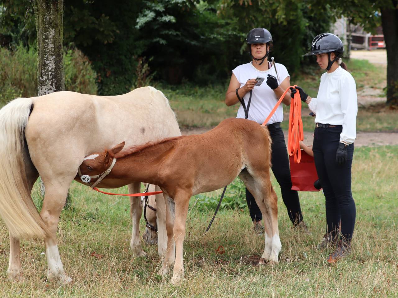 Potranca Connemara En venta 2025 Alazán por Kader du Ham