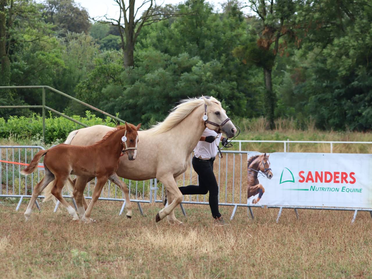 Potranca Connemara En venta 2025 Alazán por Kader du Ham