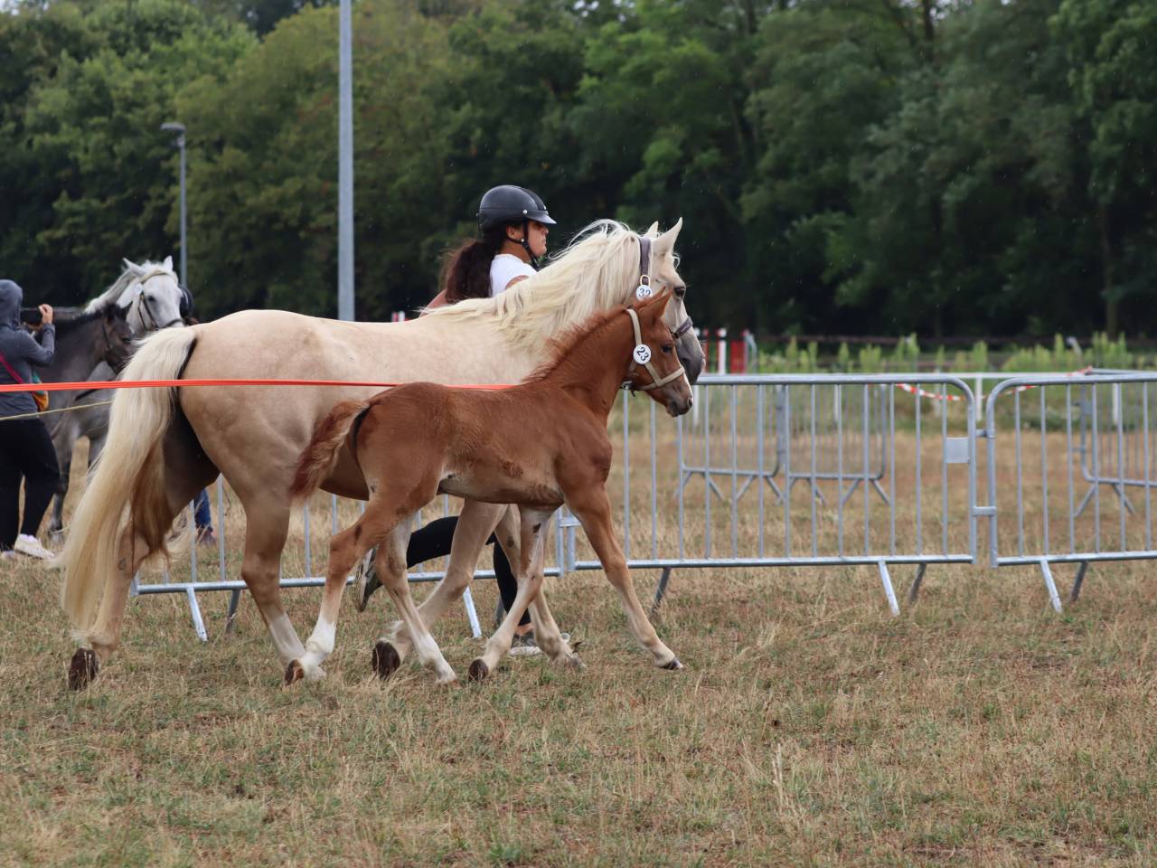 Potranca Connemara En venta 2025 Alazán por Kader du Ham