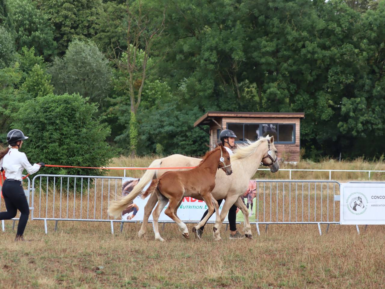 Potranca Connemara En venta 2025 Alazán por Kader du Ham