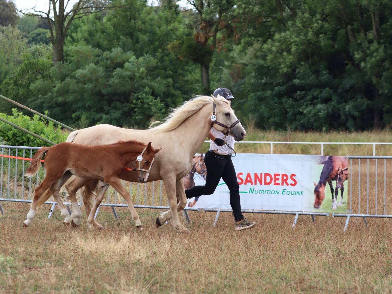 Potranca Connemara En venta 2025 Alazán por Kader du Ham