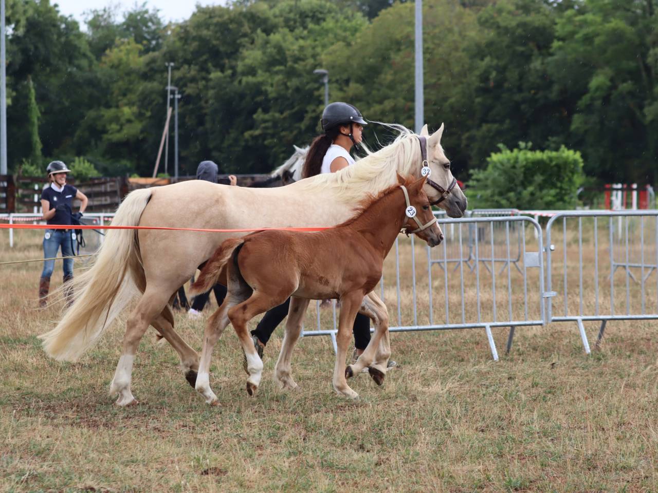 Potranca Connemara En venta 2025 Alazán por Kader du Ham
