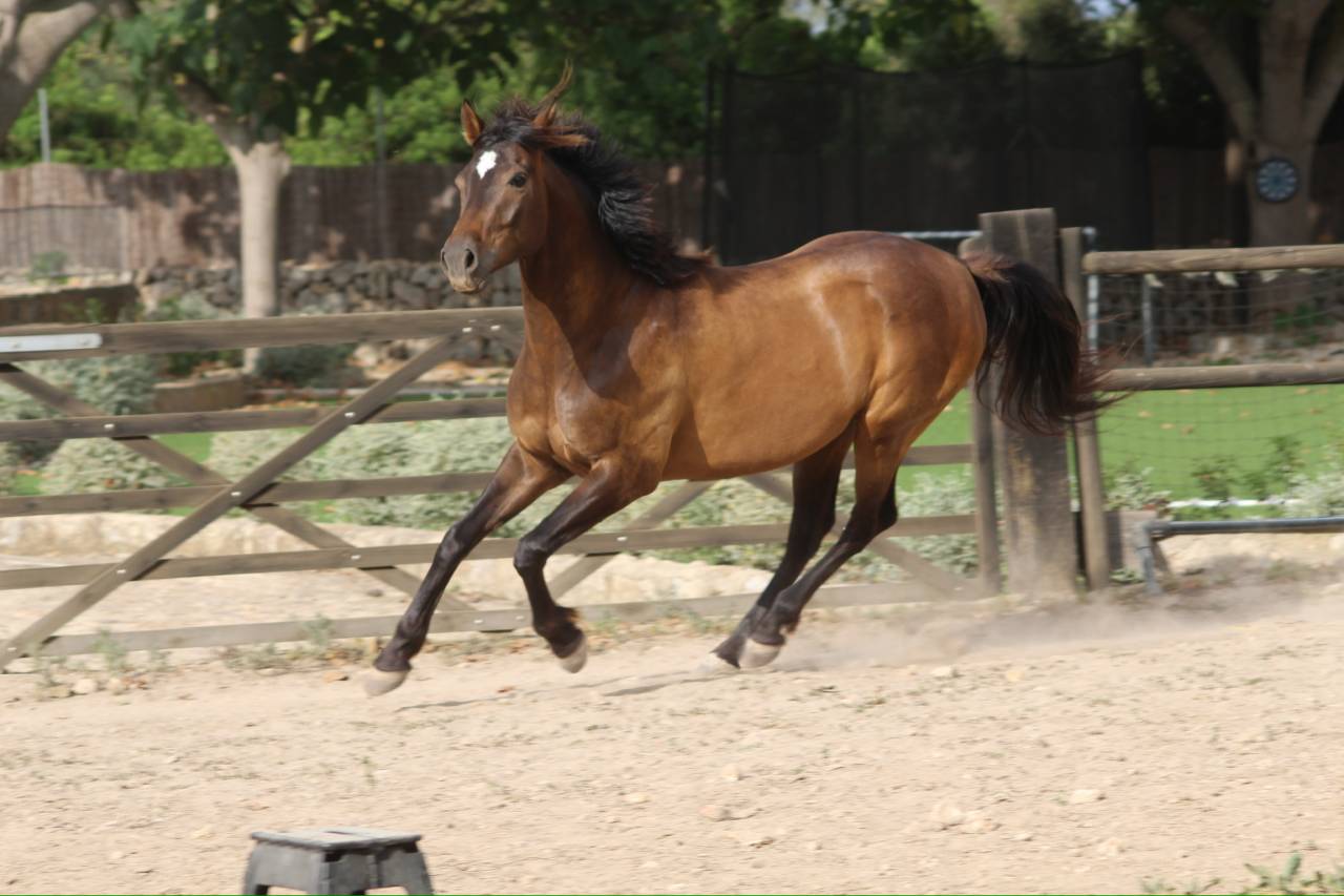 ✨HISPANO-ANGLO-ARABE✨