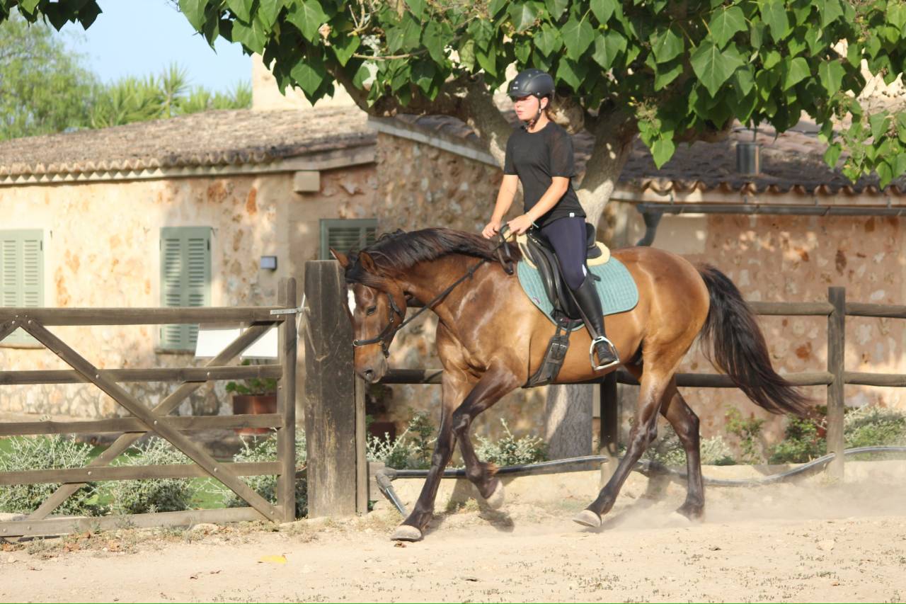 ✨HISPANO-ANGLO-ARABE✨