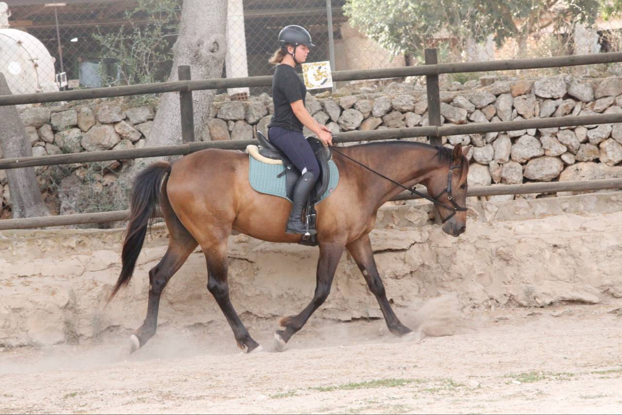 ✨HISPANO-ANGLO-ARABE✨