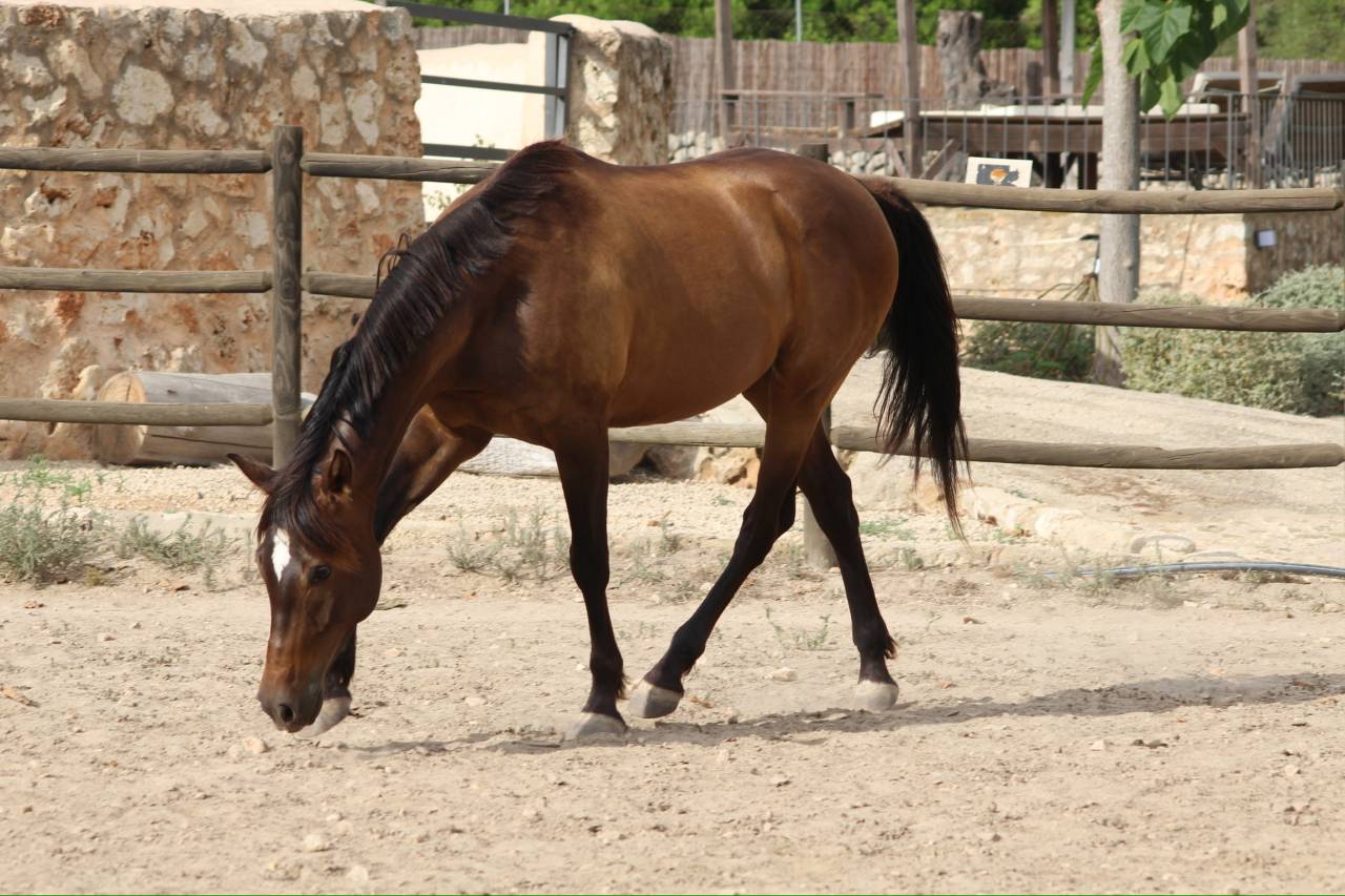 ✨HISPANO-ANGLO-ARABE✨