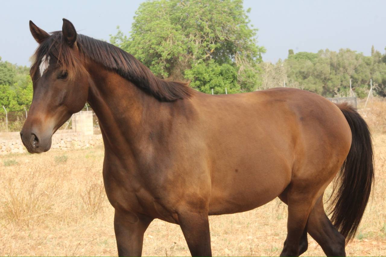 ✨HISPANO-ANGLO-ARABE✨