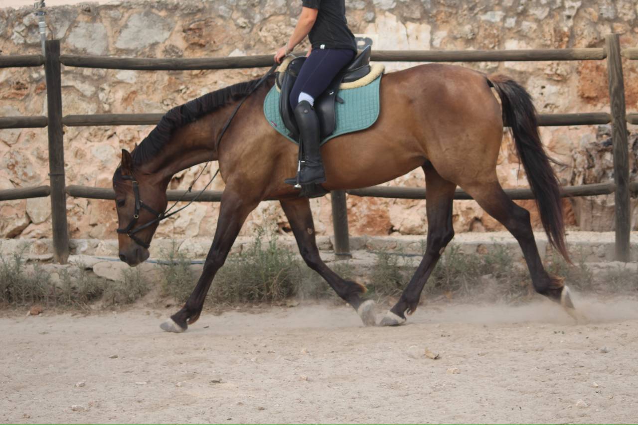 ✨HISPANO-ANGLO-ARABE✨