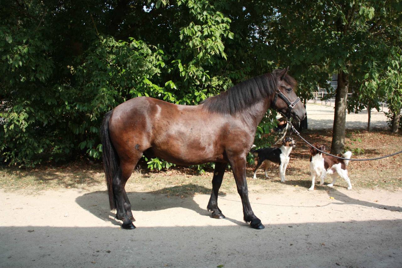 Caballo castrado Welsh Part Bred En venta 2022 Bayo moreno por GAARA DE KONOHA