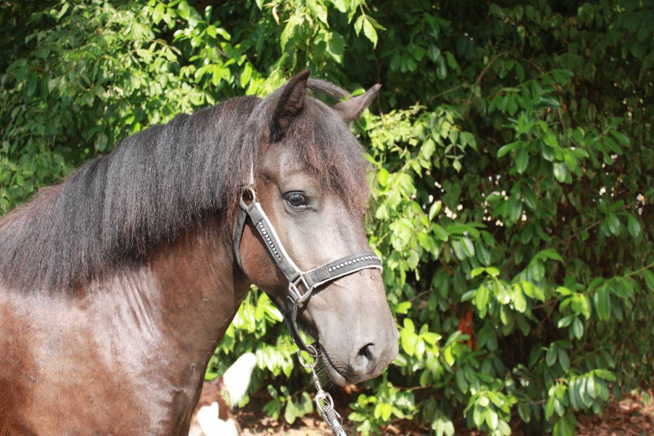 Caballo castrado Welsh Part Bred En venta 2022 Bayo moreno por GAARA DE KONOHA