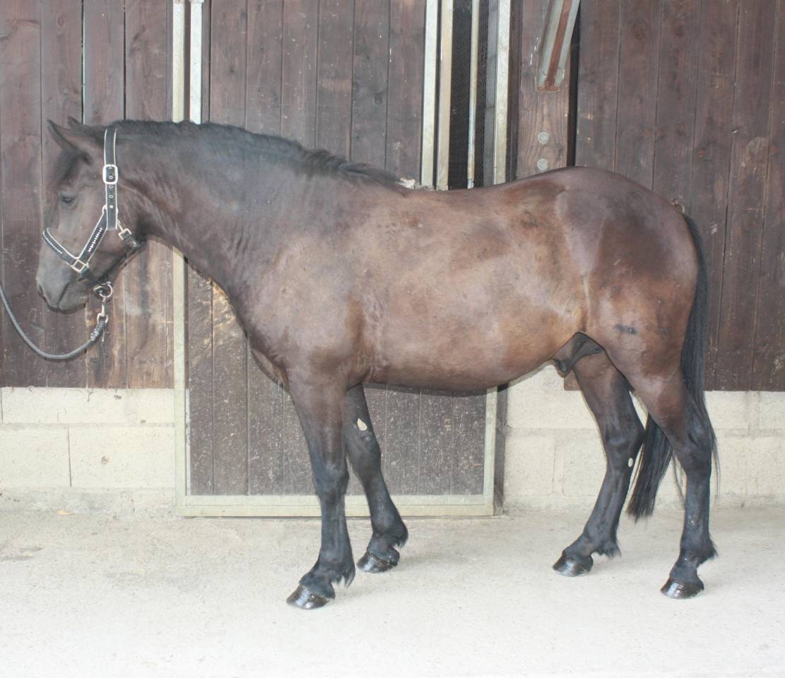 Caballo castrado Welsh Part Bred En venta 2022 Bayo moreno por GAARA DE KONOHA