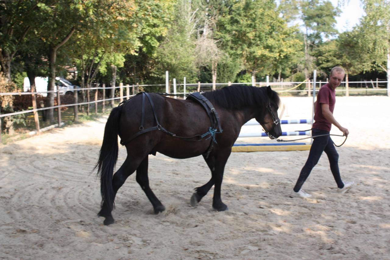 Caballo castrado Welsh Part Bred En venta 2022 Bayo moreno por GAARA DE KONOHA