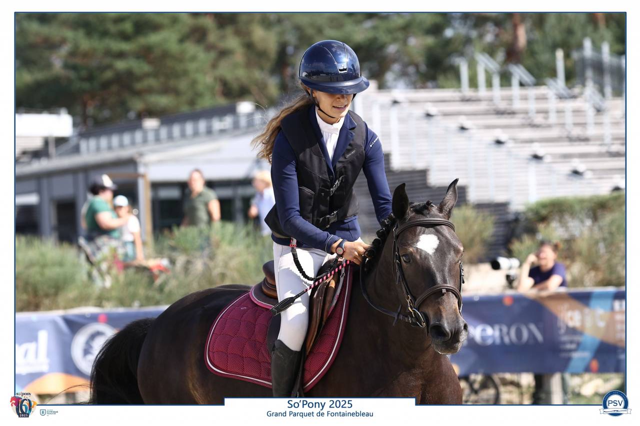 Caballo castrado PFS Poni Françés de Silla En venta 2020 Negro