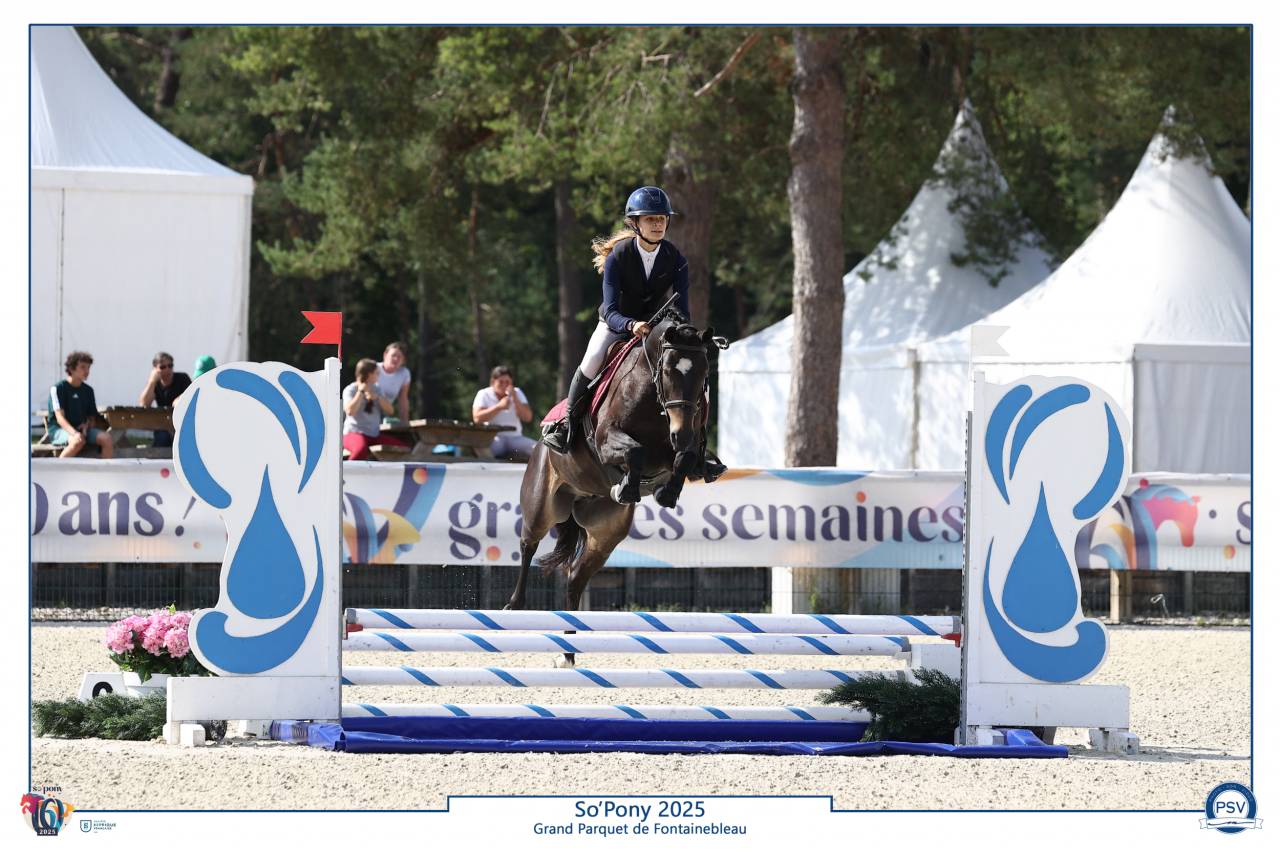 Caballo castrado PFS Poni Françés de Silla En venta 2020 Negro