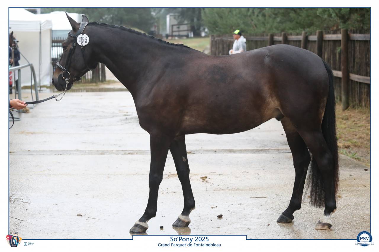 Caballo castrado PFS Poni Françés de Silla En venta 2020 Negro