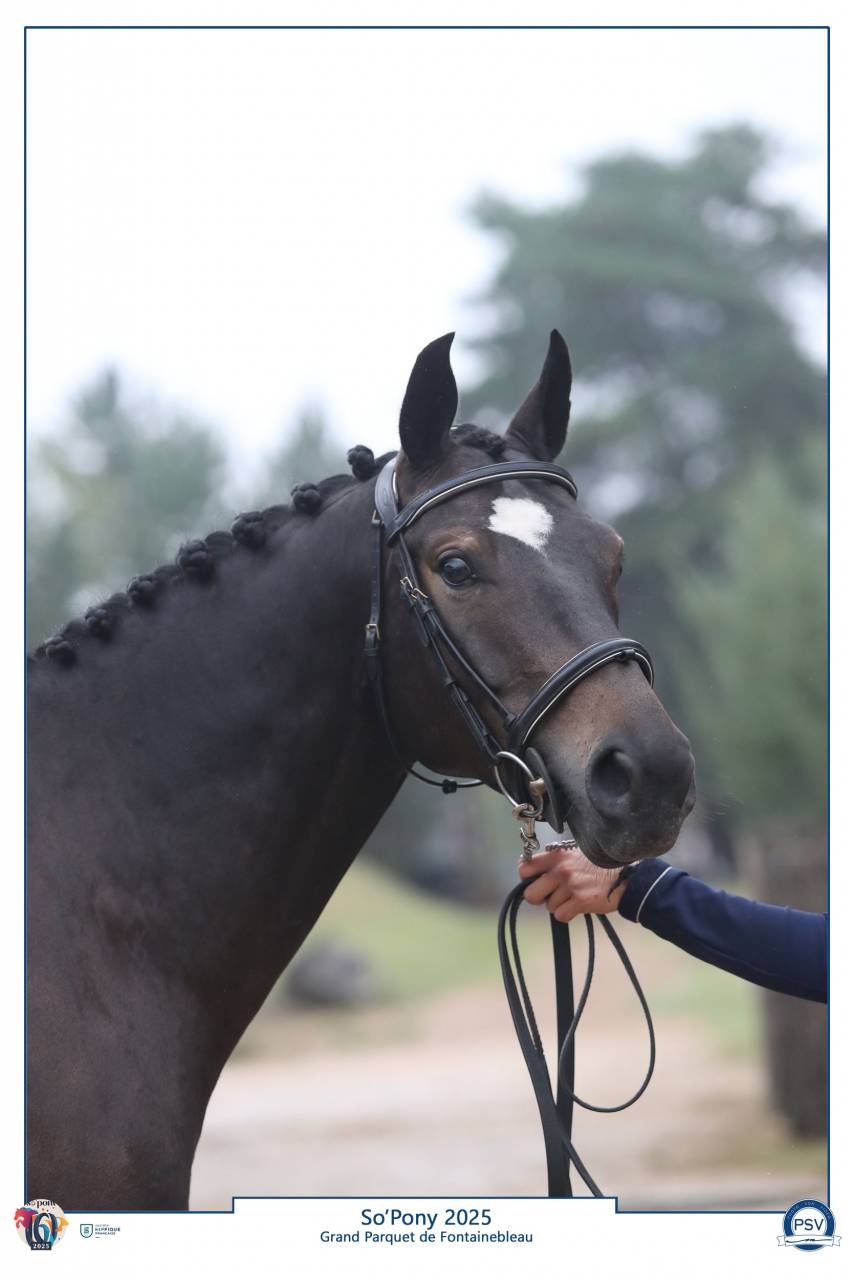 Caballo castrado PFS Poni Françés de Silla En venta 2020 Negro