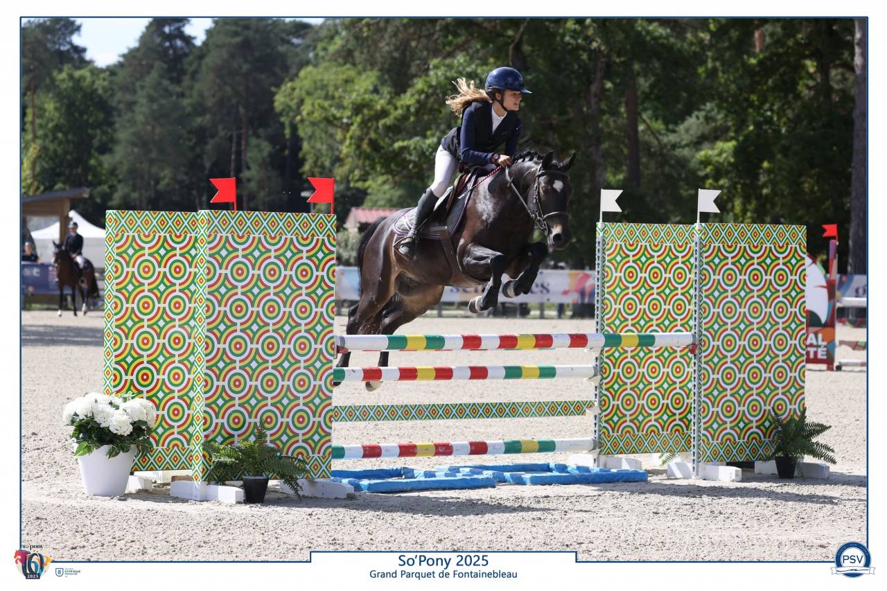 Caballo castrado PFS Poni Françés de Silla En venta 2020 Negro