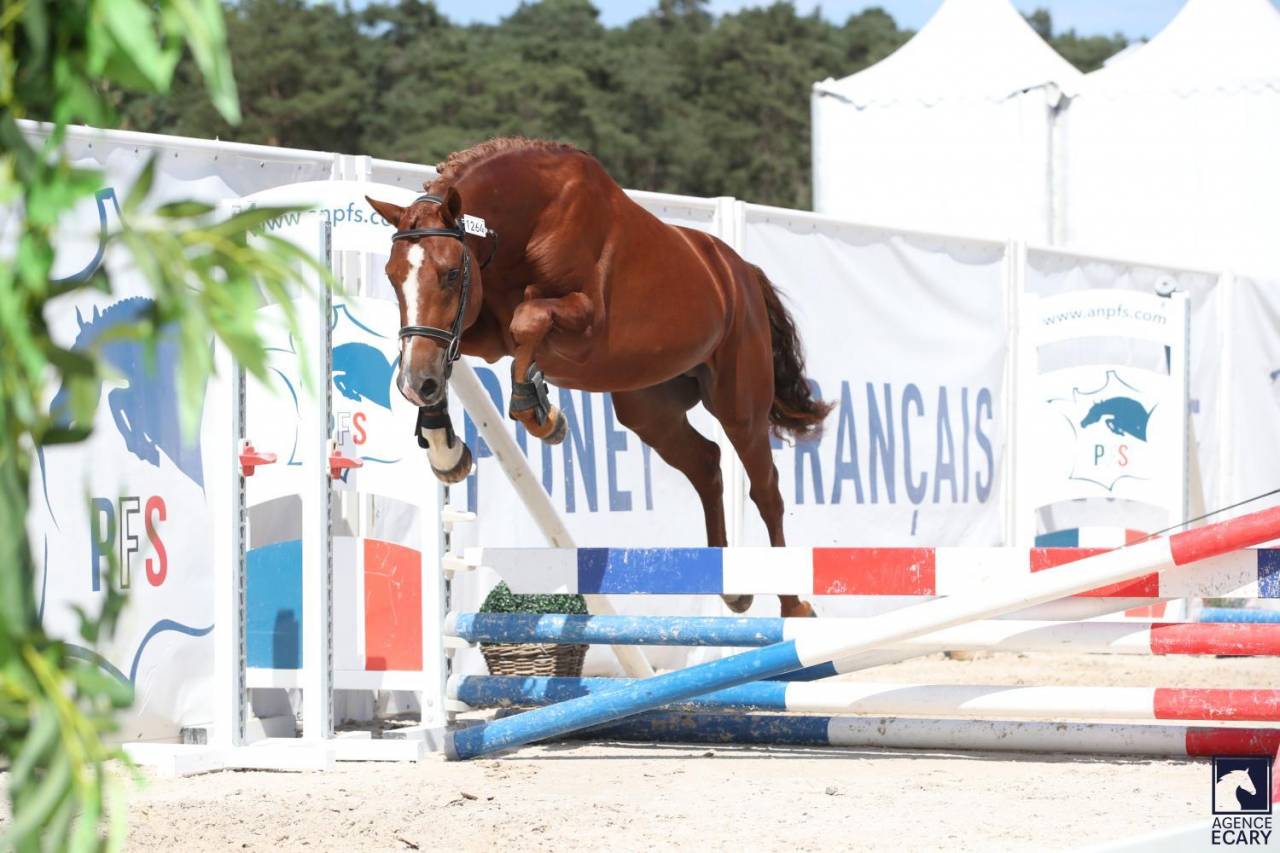 Caballo entero PFS Poni Françés de Silla En venta 2023 Alazán tostado