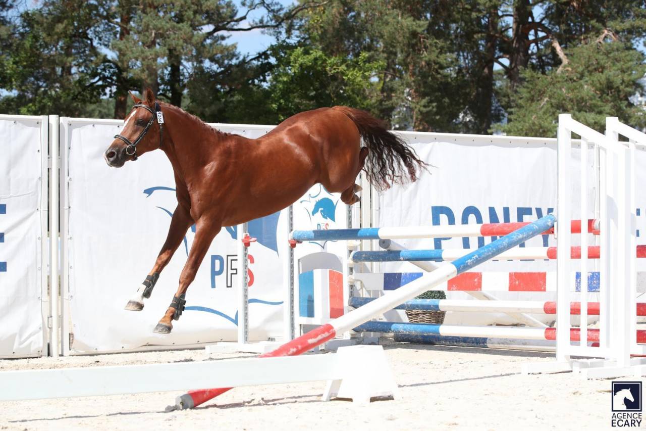 Caballo entero PFS Poni Françés de Silla En venta 2023 Alazán tostado