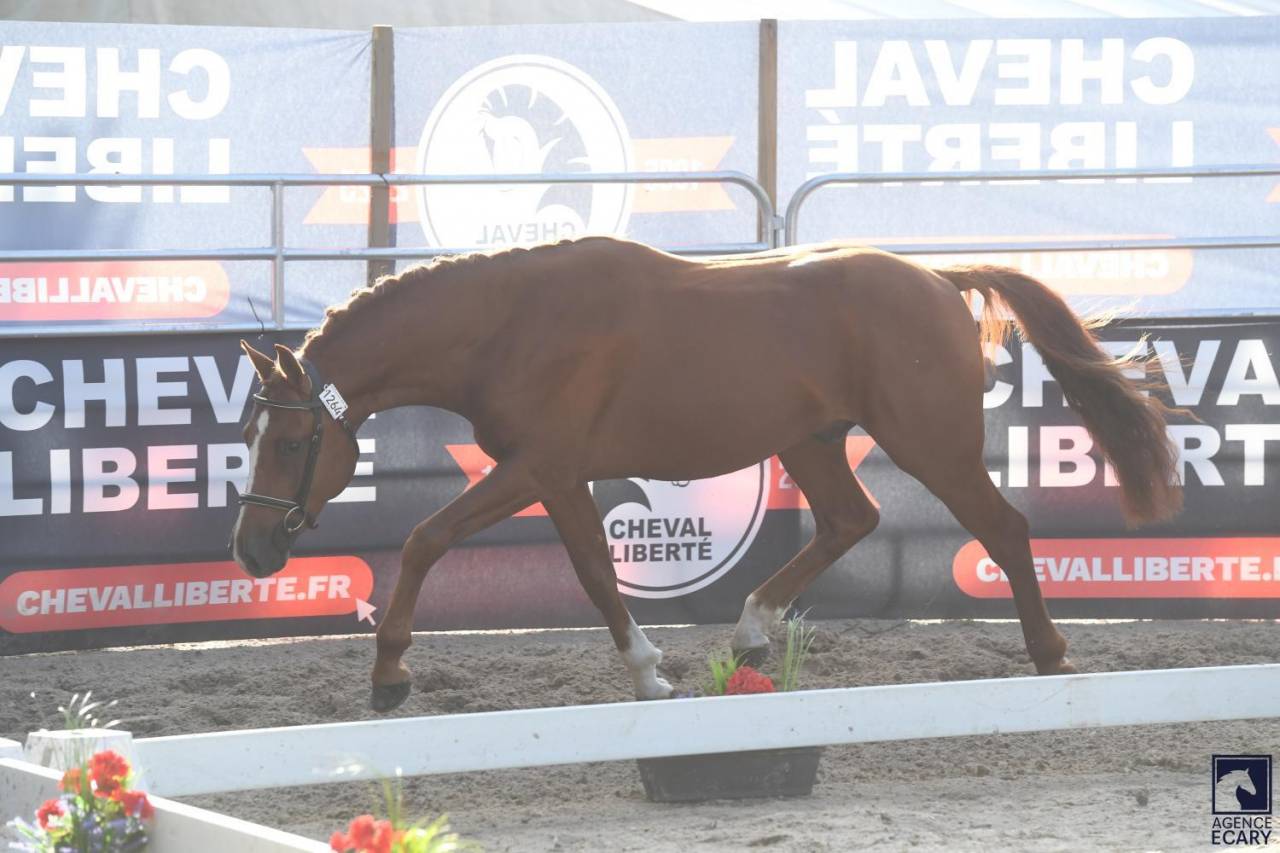 Caballo entero PFS Poni Françés de Silla En venta 2023 Alazán tostado