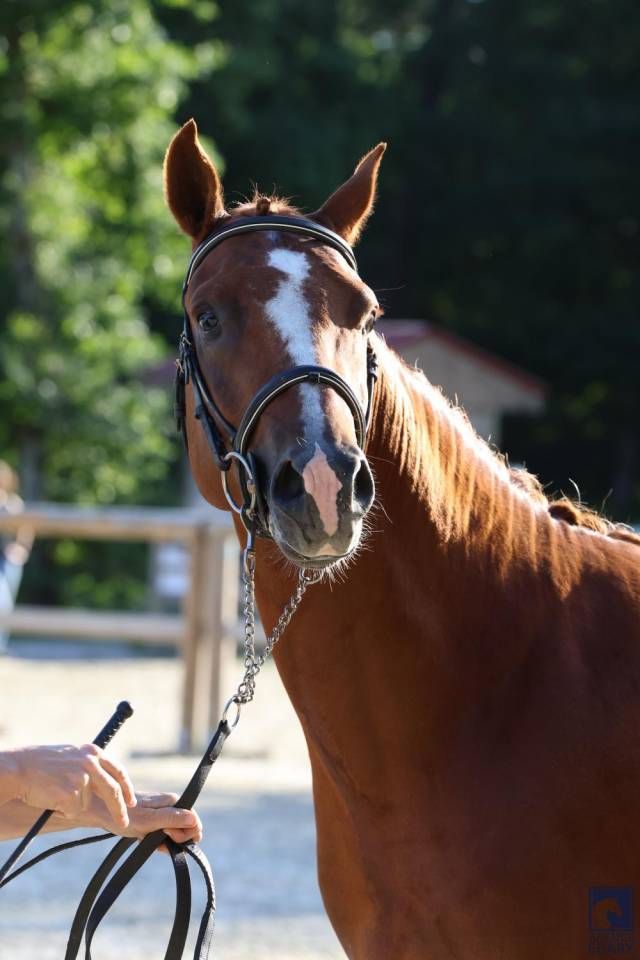 Caballo entero PFS Poni Françés de Silla En venta 2023 Alazán tostado