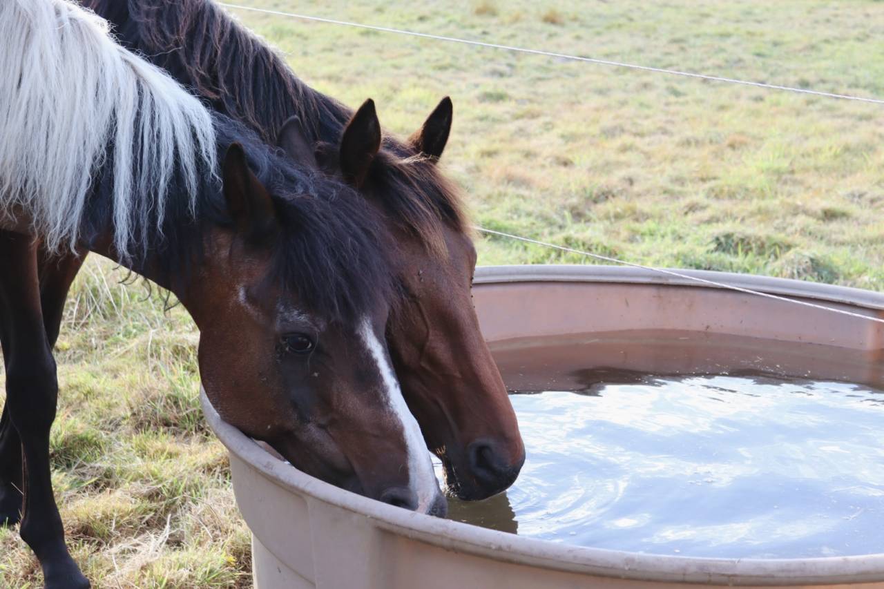 Potro BWP Caballo de Sangre Belga En venta 2024 Bayo por Forever d’Arco Ter Linden