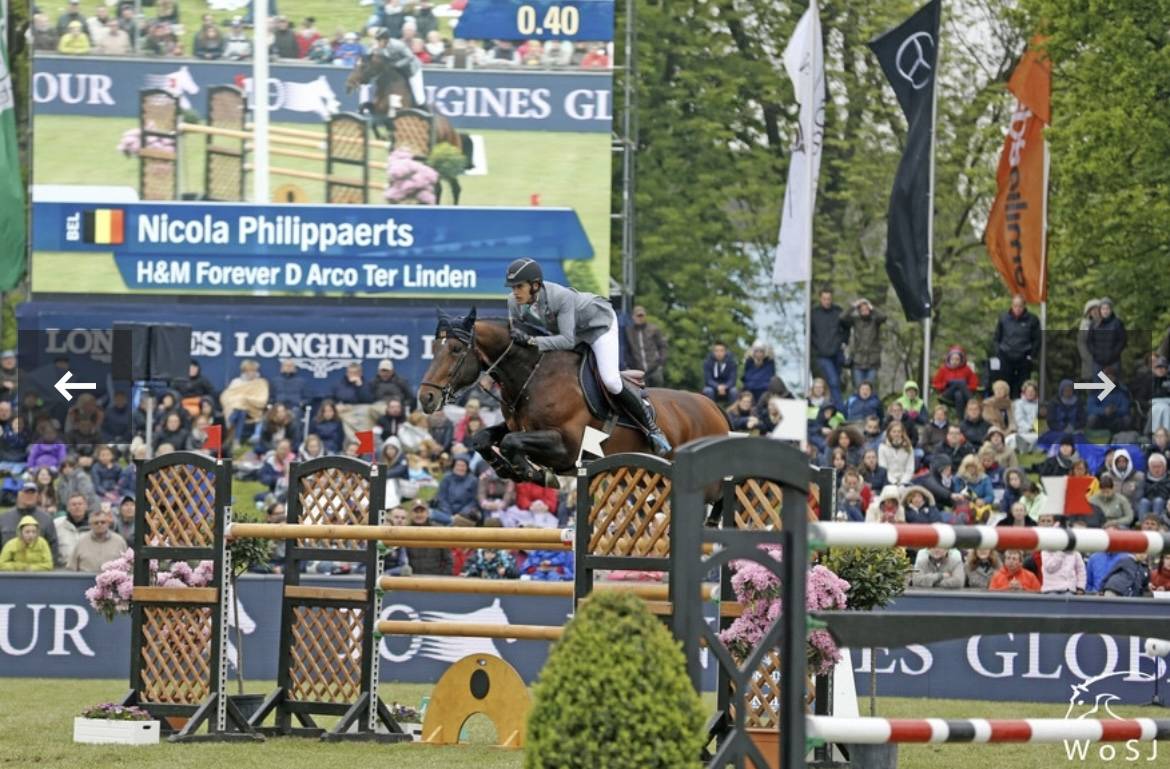 Potro BWP Caballo de Sangre Belga En venta 2024 Bayo por Forever d’Arco Ter Linden