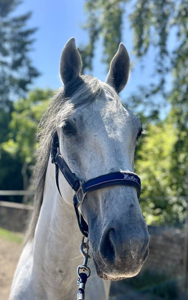 Caballo castrado Lipizzano En venta 2019 Blanco