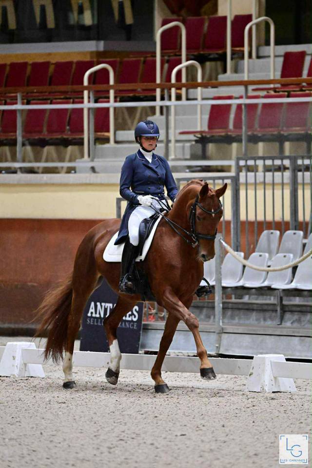 Yegua Hannoveriano En venta 2011 Alazán