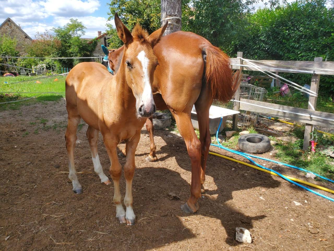 Potranca Origine Constatée En venta 2025 Bayo por Calcetines