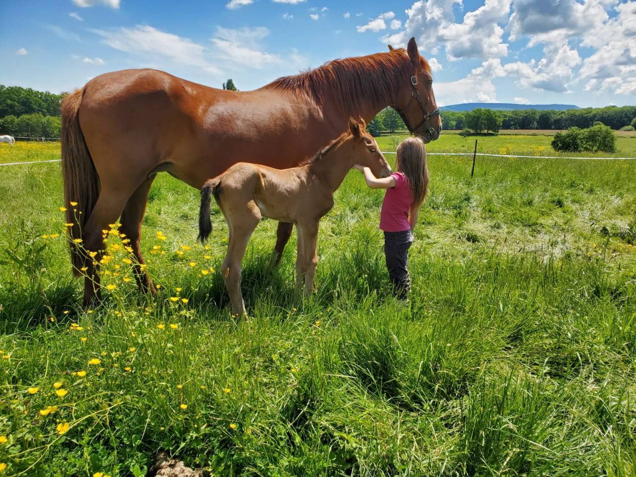 Potranca Origine Constatée En venta 2025 Bayo por Calcetines