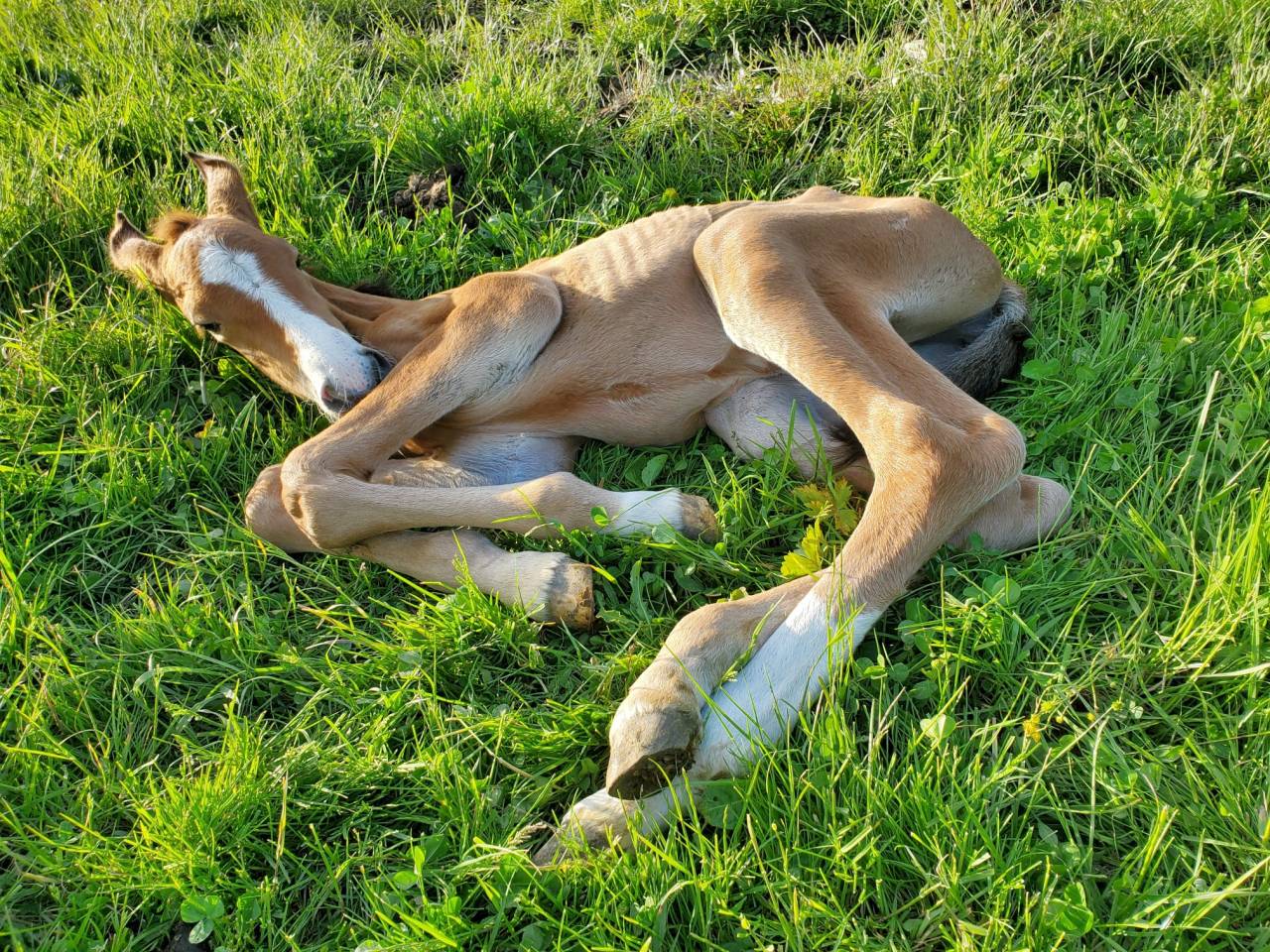 Potranca Origine Constatée En venta 2025 Bayo por Calcetines