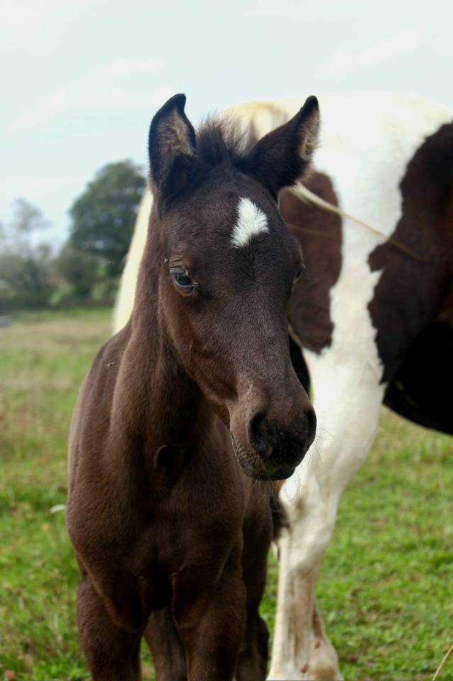 Potranca Origine Constatée En venta 2025 Negro por LM VISERION