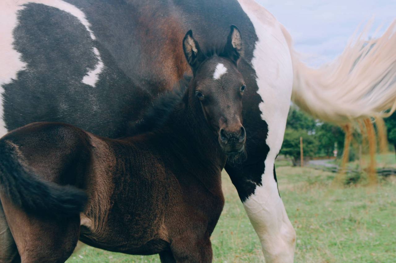 Potranca Origine Constatée En venta 2025 Negro por LM VISERION