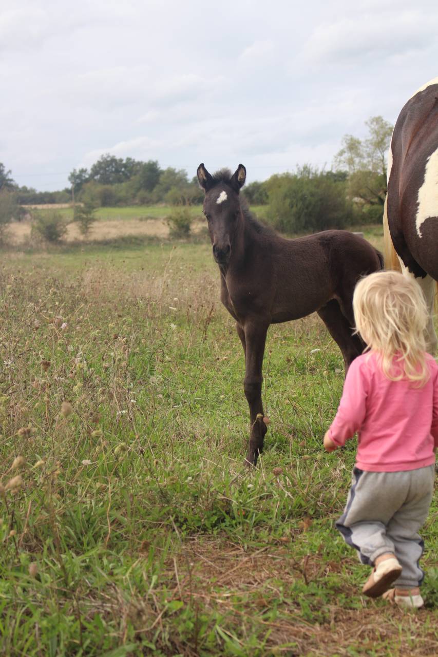 Potranca Origine Constatée En venta 2025 Negro por LM VISERION