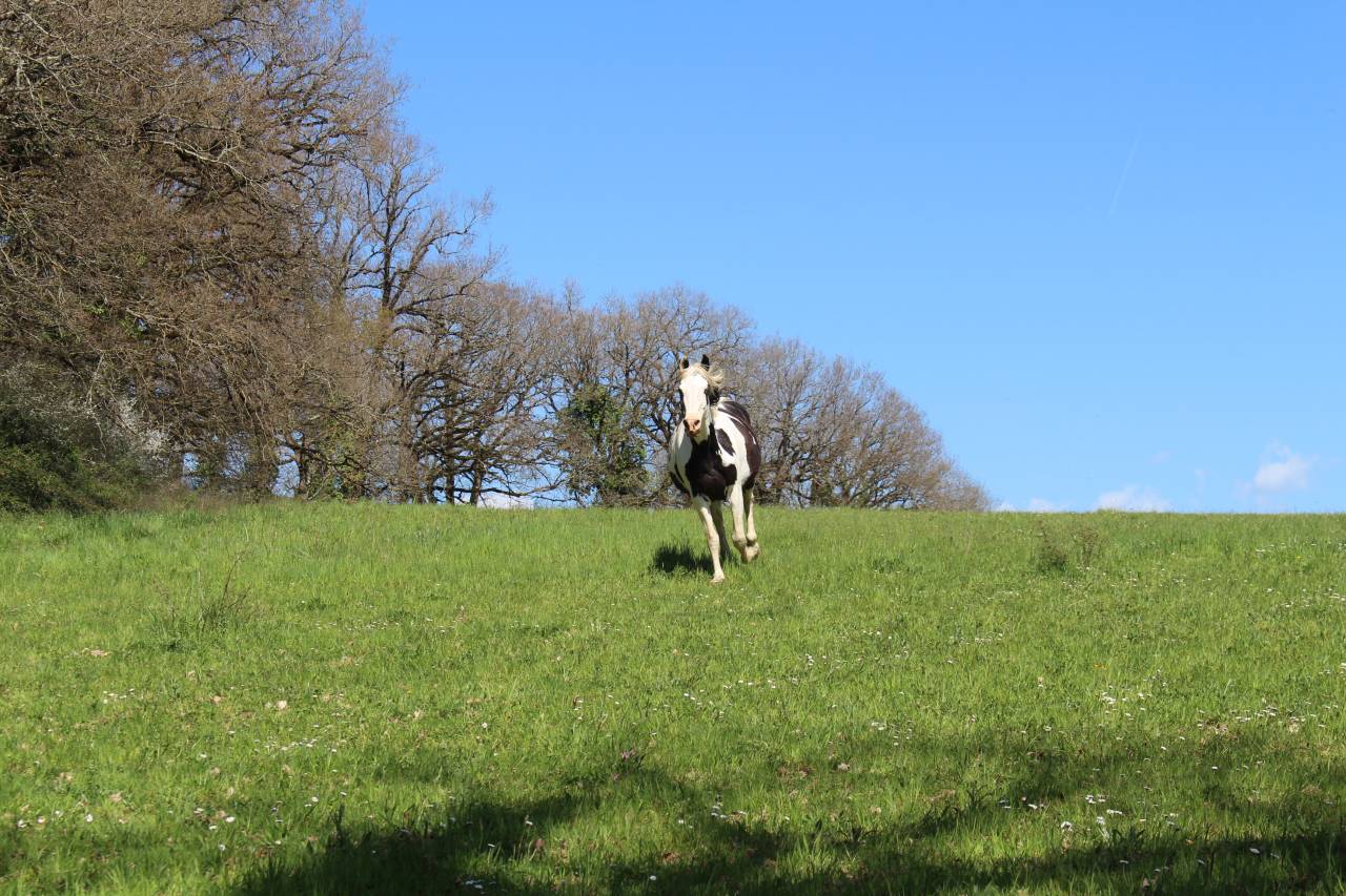 Potranca Origine Constatée En venta 2025 Negro por LM VISERION