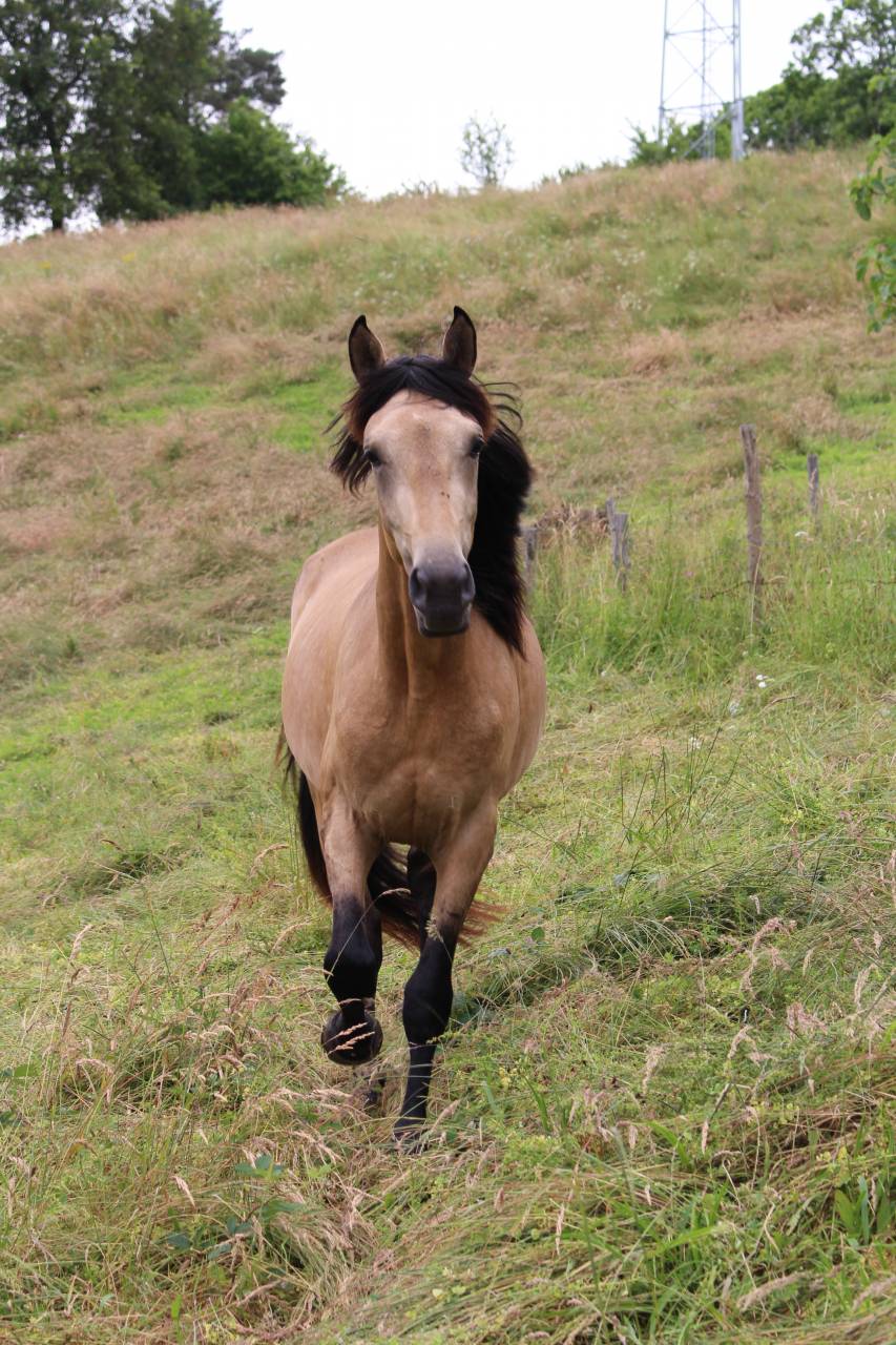 Potranca Origine Constatée En venta 2025 Negro por LM VISERION