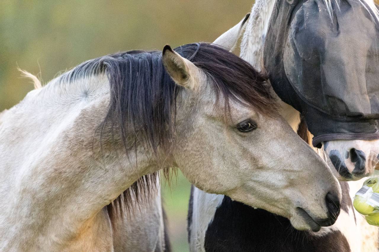 Potranca Origine Constatée En venta 2025 Negro por LM VISERION