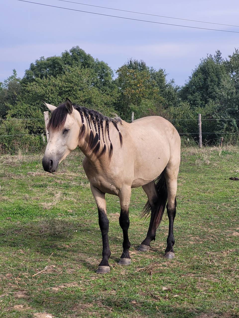 Potranca Origine Constatée En venta 2025 Negro por LM VISERION