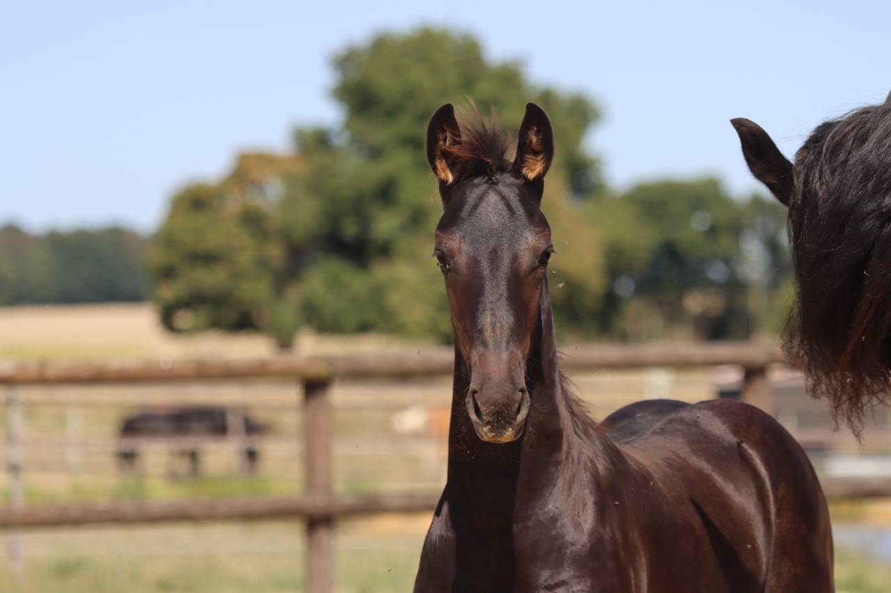 Potranca Frisón En venta 2025 Negro por Kees 531  Stb Sport AAA