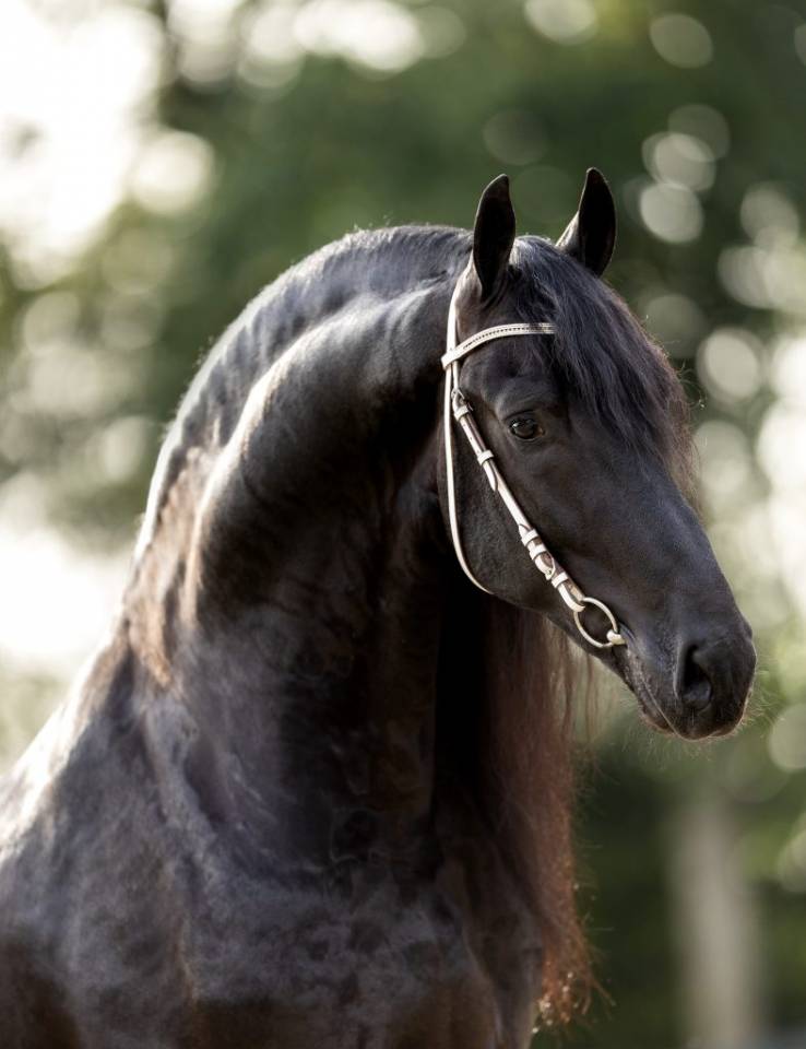 Potranca Frisón En venta 2025 Negro por Kees 531  Stb Sport AAA