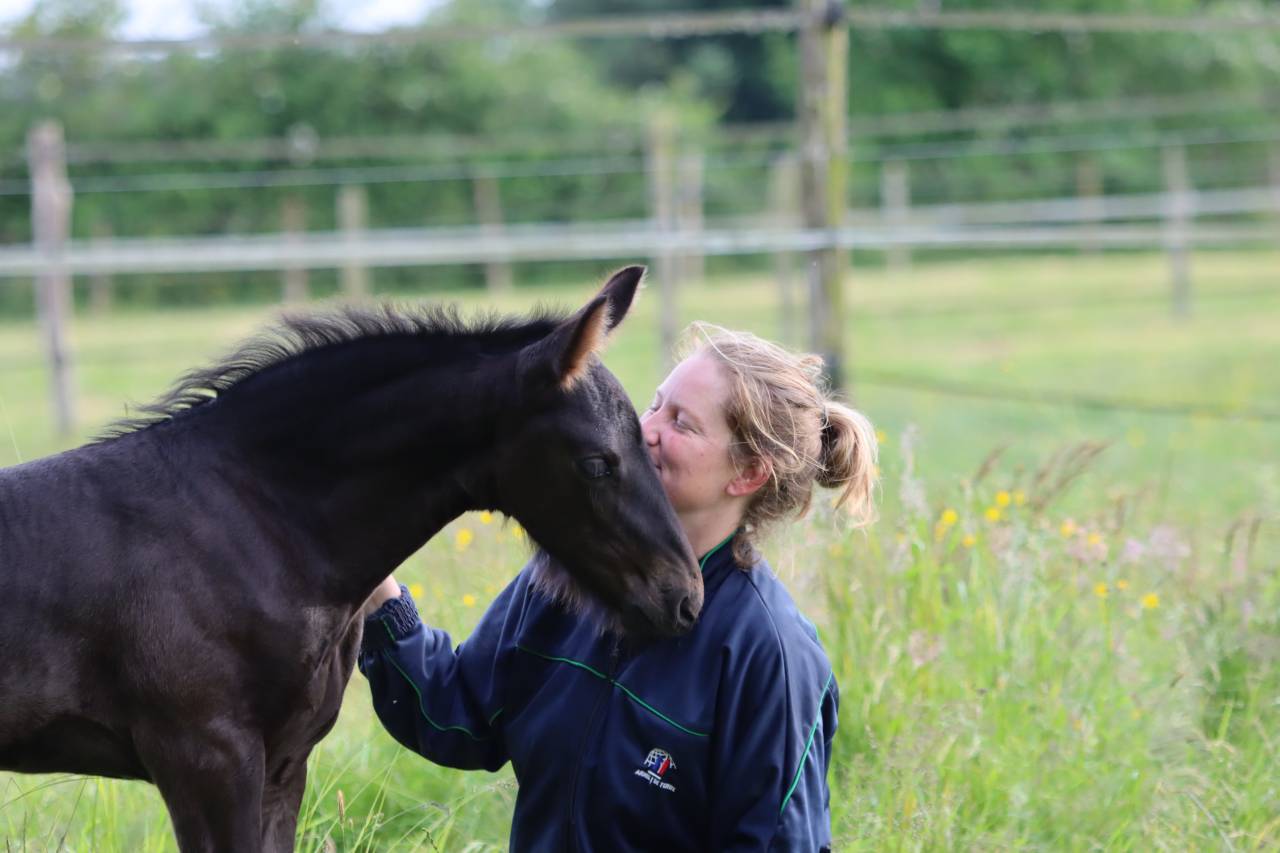 Potranca Frisón En venta 2025 Negro por Kees 531  Stb Sport AAA