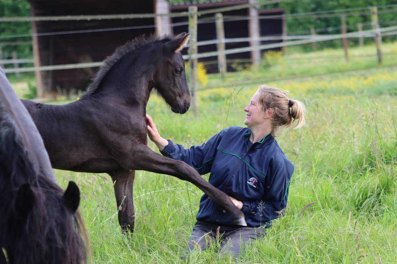 Potranca Frisón En venta 2025 Negro por Kees 531  Stb Sport AAA