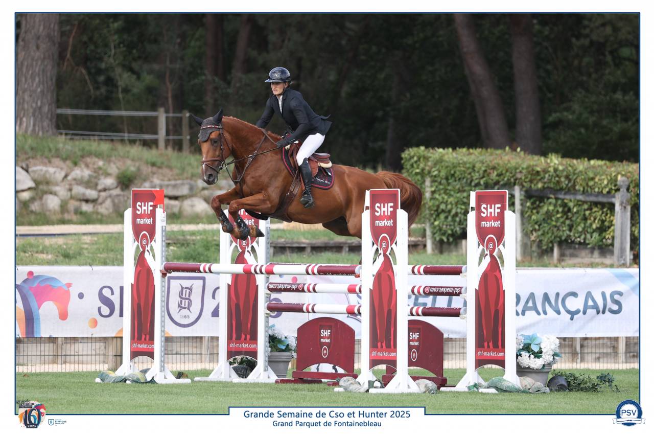 Caballo castrado Silla Francés En venta 2019 Alazán por VIVALDI DU SEIGNEUR