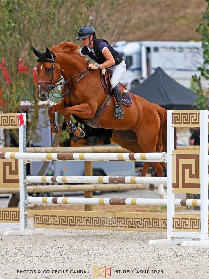 Caballo castrado Silla Francés En venta 2019 Alazán por VIVALDI DU SEIGNEUR