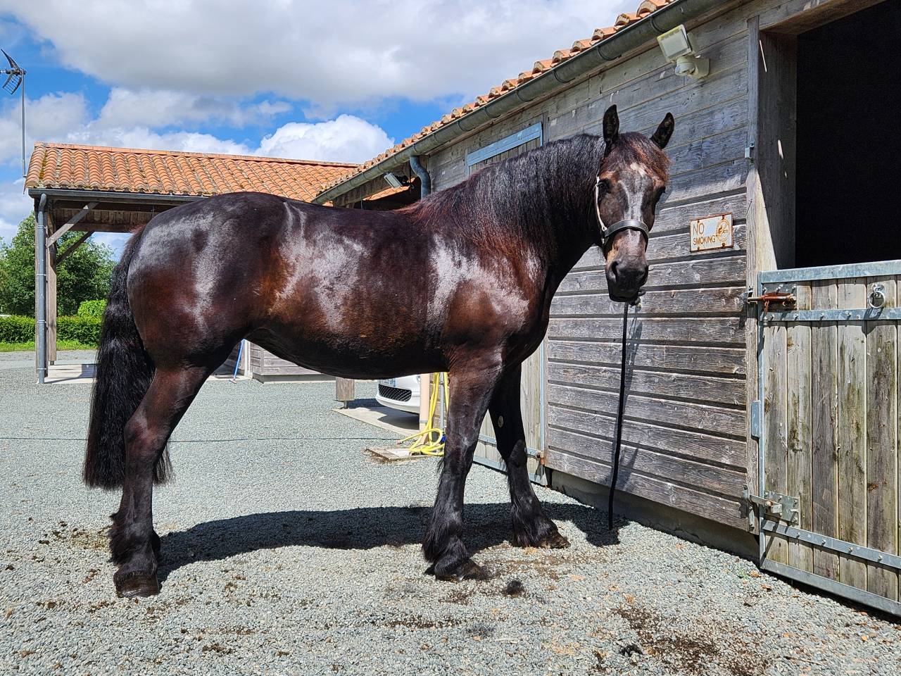 Yegua Percheron En venta 2021 Negro por VAUBAN DE BEAUVAIS