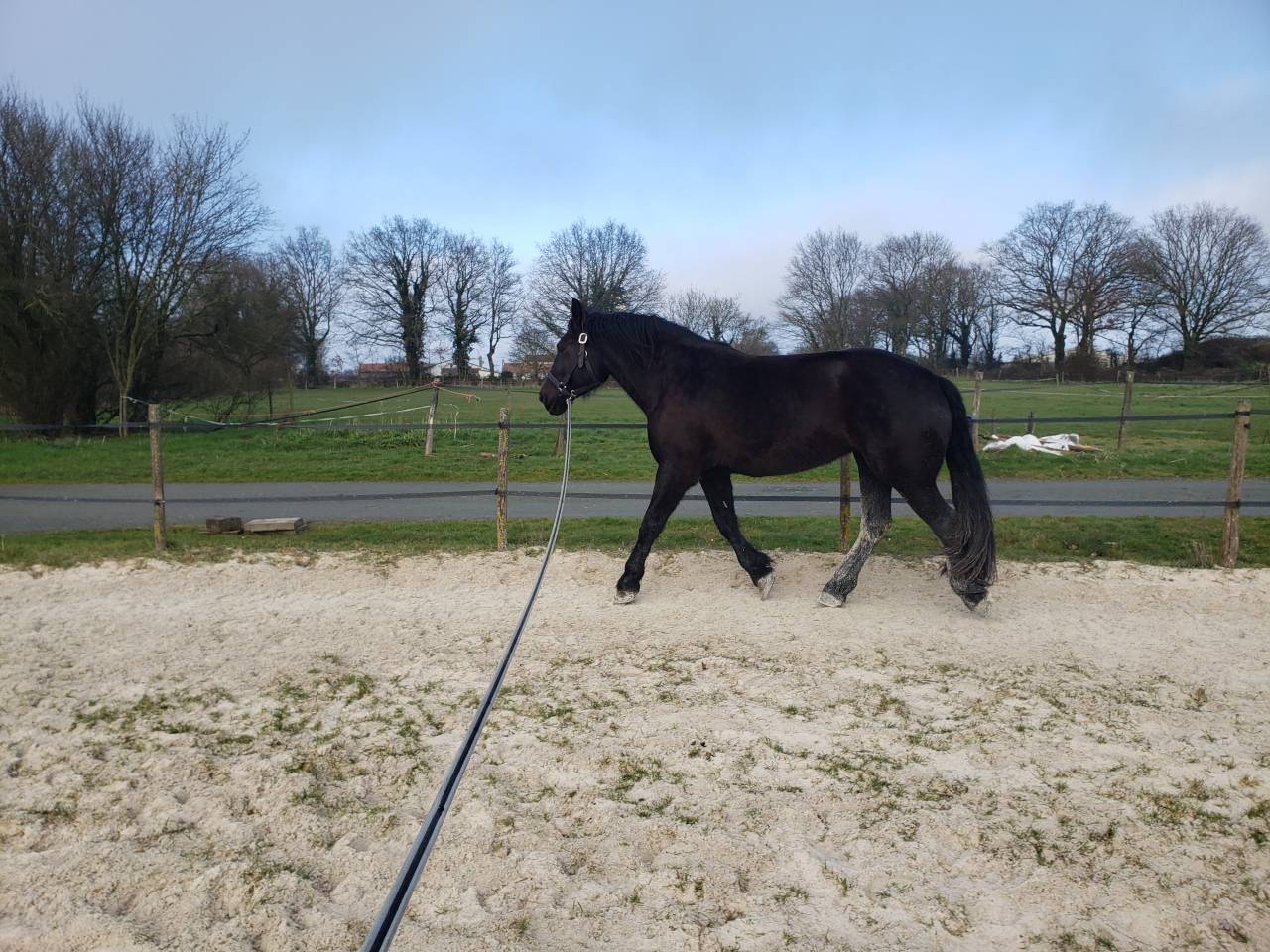 Yegua Percheron En venta 2021 Negro por VAUBAN DE BEAUVAIS