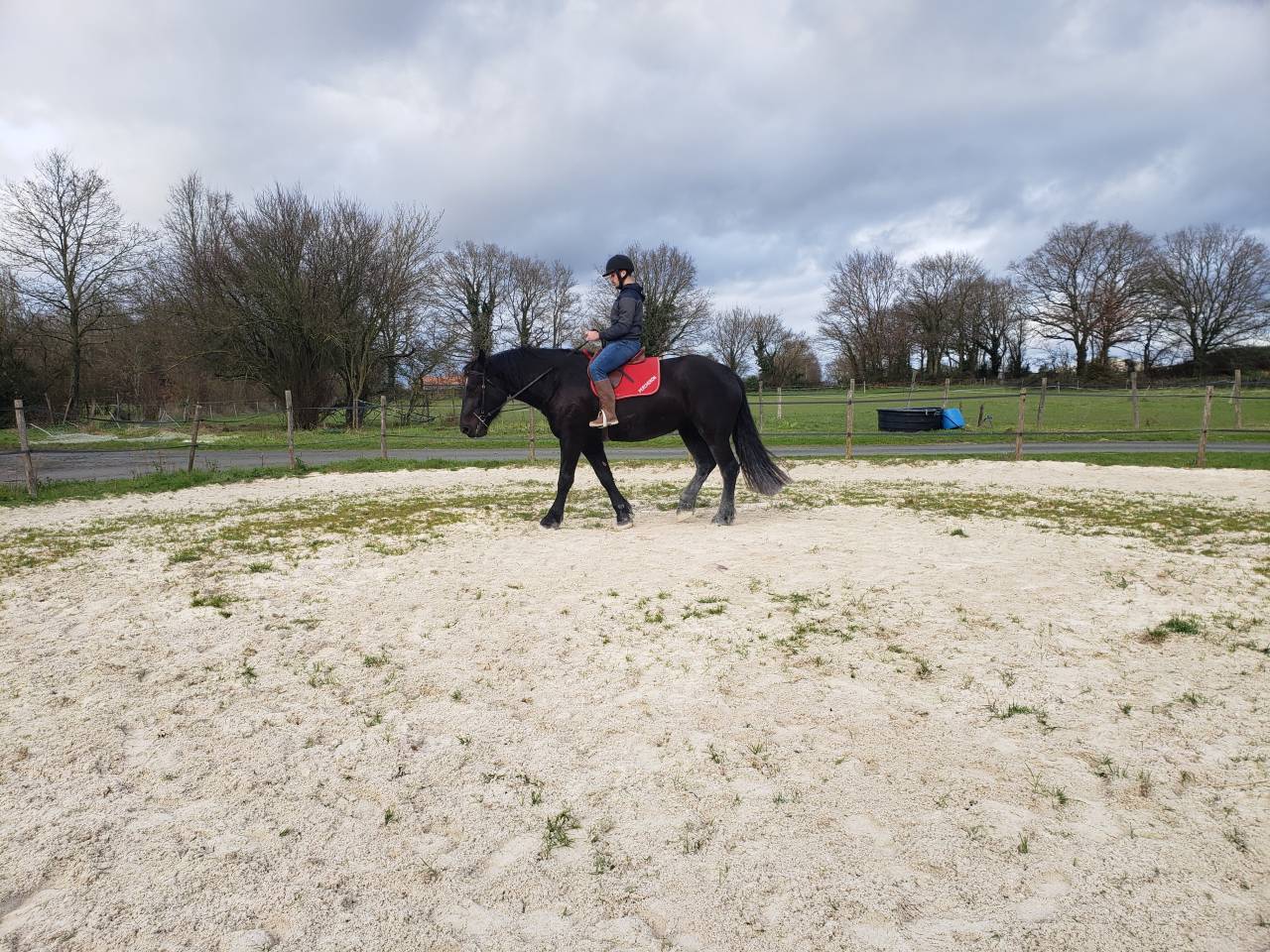 Yegua Percheron En venta 2021 Negro por VAUBAN DE BEAUVAIS