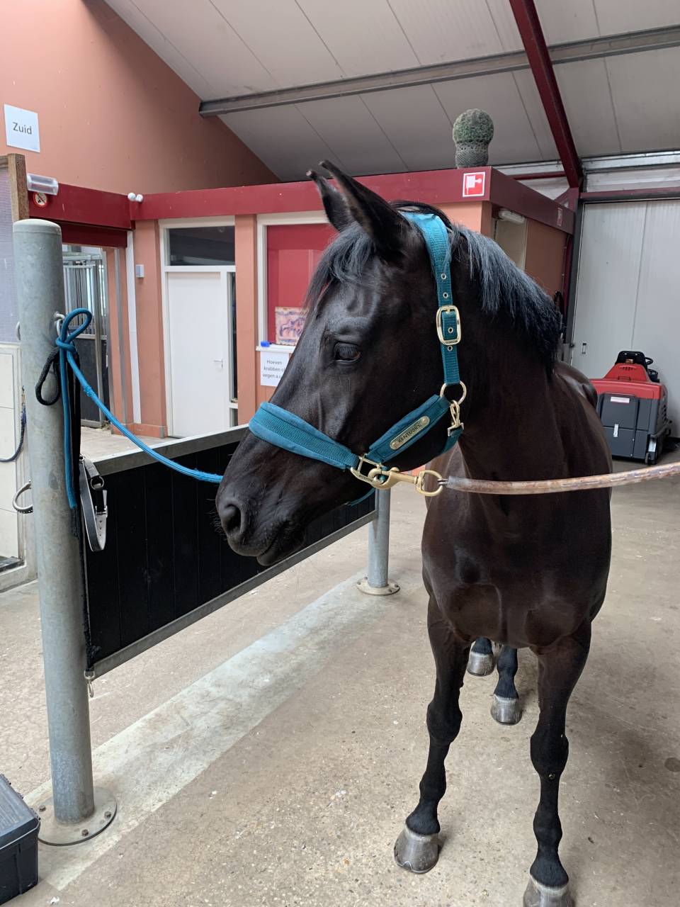 Yegua KWPN Caballo de Deporte Neerlandés En venta 2014 Otra capa por Eastwood s