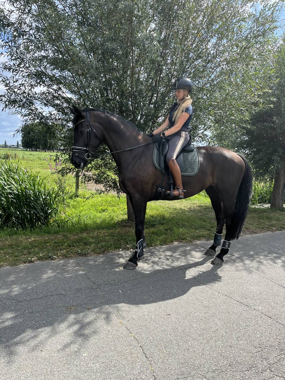 Yegua KWPN Caballo de Deporte Neerlandés En venta 2014 Otra capa por Eastwood s